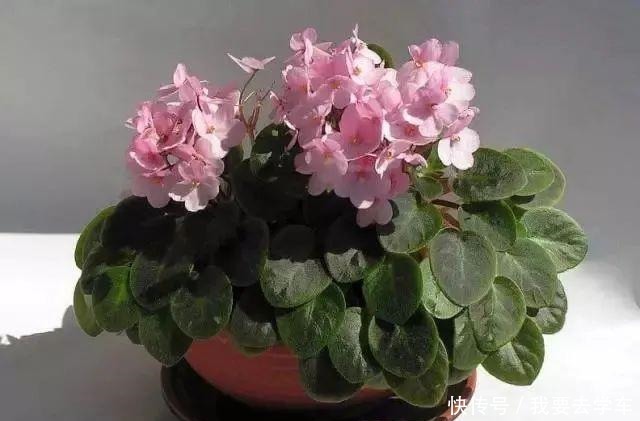 11种能在室内开大红色花朵的植物,养成盆栽后反而更好打理!