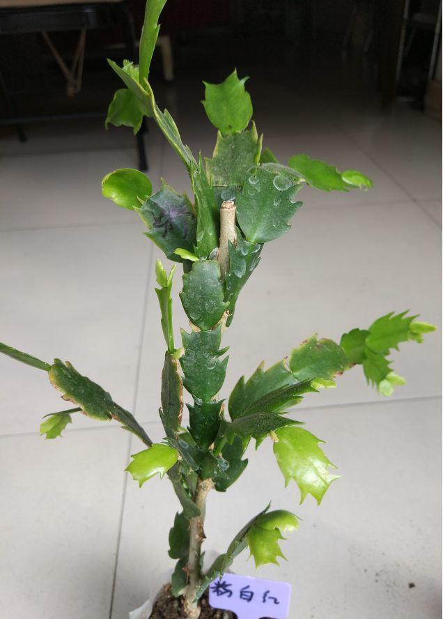 蟹爪兰|蟹爪兰与2种植物“天生一对”,嫁接6层塔,一次开花200朵