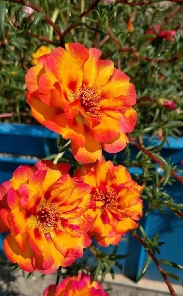 日光浴|这五种花，就得富养，大肥大水大太阳，长得那叫一个旺