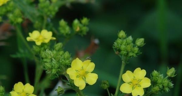 糖尿病|农村随处可见的翻白草是是治疗糖尿病的良药