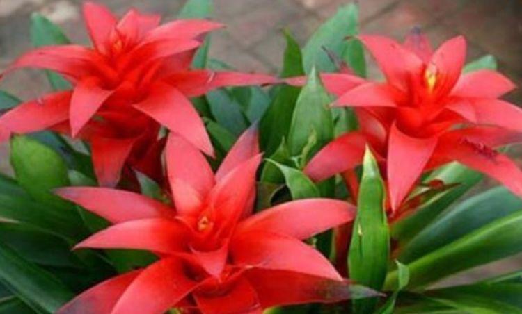 4种花适合养家里,夜里释放氧气,空气清新,助睡眠!