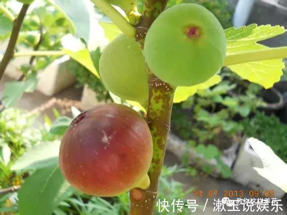 花友|这种水果枝条阳台一插，1年就挂果，果实太多压弯枝！