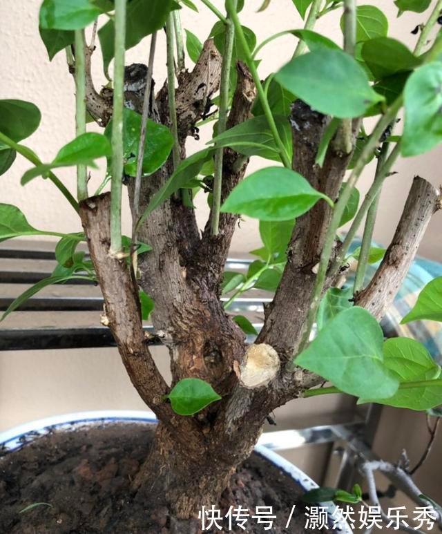 三角梅春天有“4喜”,做好了花叶一起窜,开满一树花