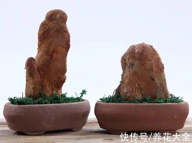 鹤望兰|腊月买花，8种花白送都别要，养不活，还惹一肚子气