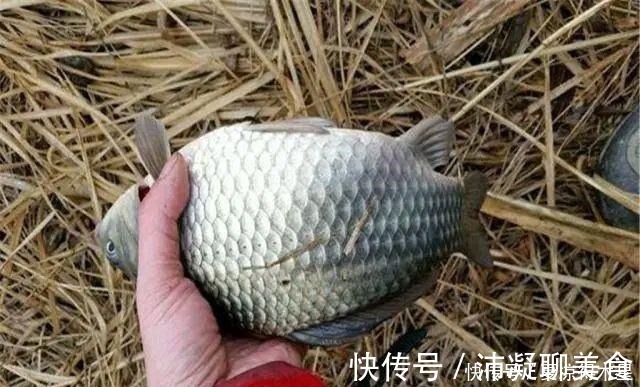 穿透力|蓝鲫加鸡蛋,冬钓鲫鱼口不断!加了“营养”的饵料真的能爆连吗