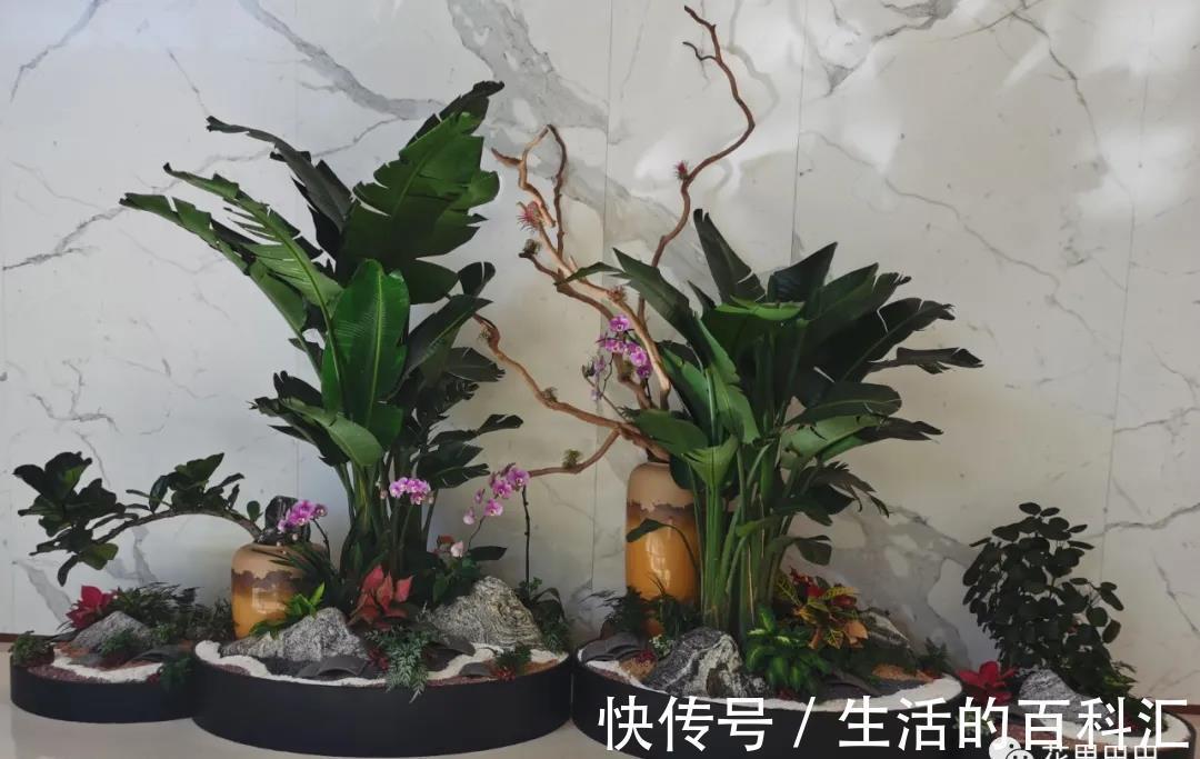 场景|绿植花卉,本草于一个家,可闻香,可观赏,可入画,可成香