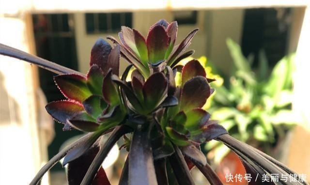 相见恨晚的“多肉爆盆法”,挑个心,切一刀,新芽多到溢出盆!