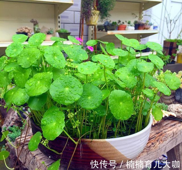 农历十月初三立冬后,养什么花?家里养3种花,前程似锦福到财到