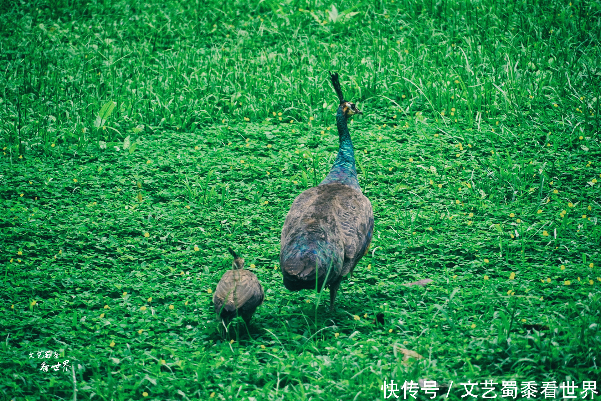 中年|在瑞丽莫里河谷中藏着神奇的莫里瀑布，值得为它来一场丛林探险