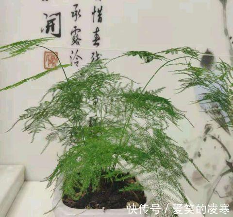 虎皮兰文|虎皮兰文竹养不好,撒一把粉末,半年不施肥也会蹭蹭长