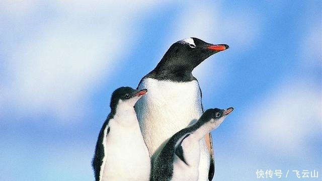 10条好玩的冷知识,爱因斯坦的大脑比我们反而要小一点