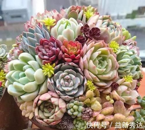 施肥|养多肉植物,了解掌握几个要点,蹭蹭长满盆,上色美极了!