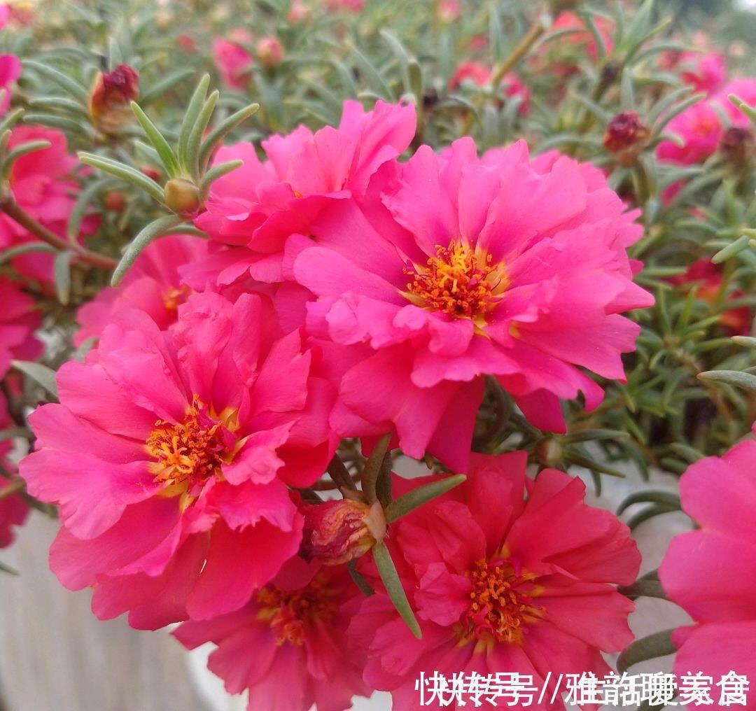 “重瓣太阳花”过冬，用一“方法”，来年又开花，五颜六色