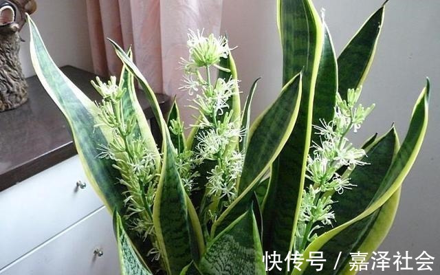 养花|养花“饿着”养，浇水别勤快，新芽反而长得多，这5种花就这样养