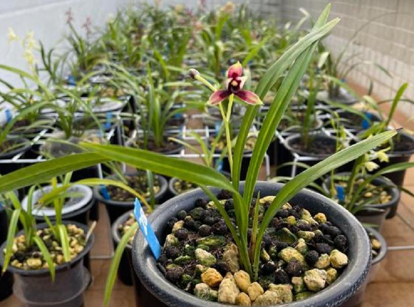 营养性|兰花僵苗、状态差该怎么办?趁早“解锁”3方面顾虑,才不空盆