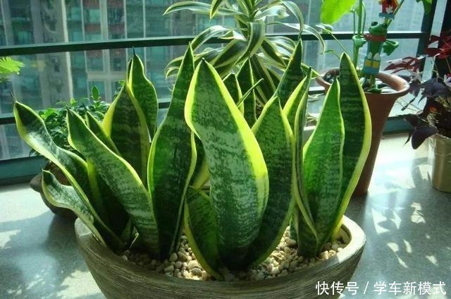 4种怕水的绿植,你越懒越不浇水,反而长得更好,浇水就烂根!