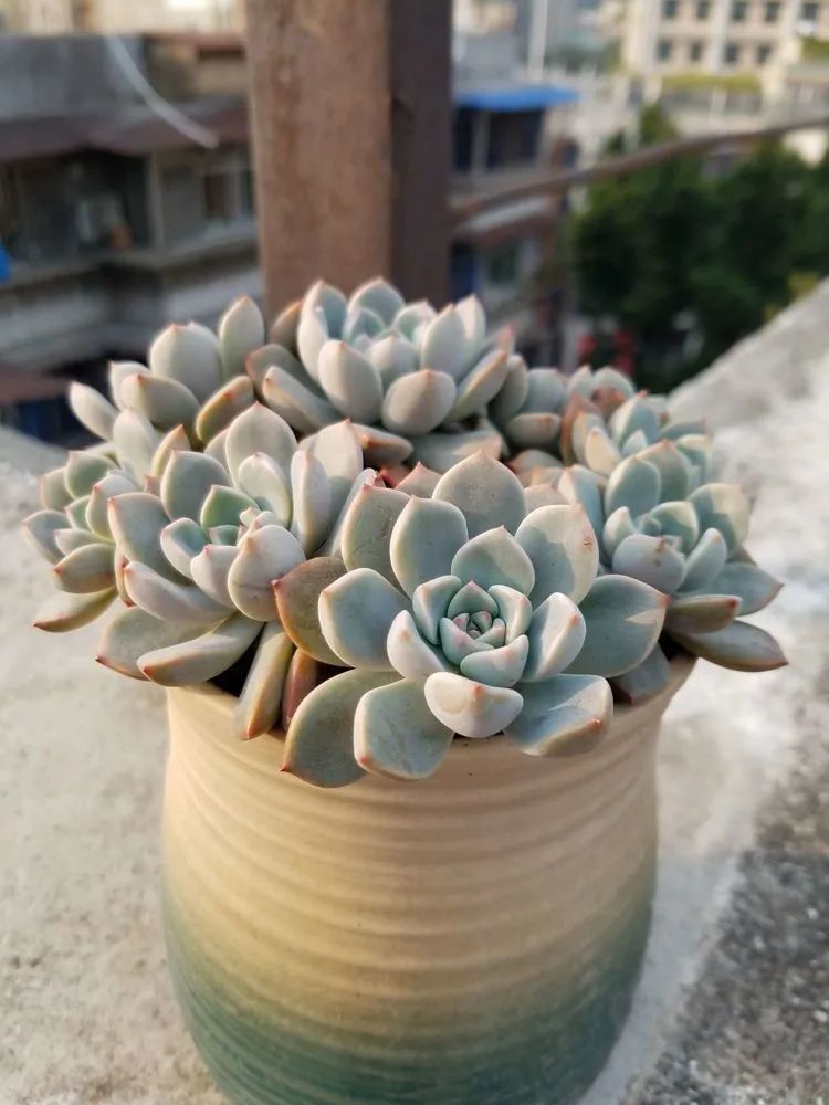 养肉三年,分享养肉经验,谈谈适合逆开挂区的多肉!