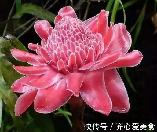 龙吐珠龙吐珠|4种花很漂亮，好养易活能爆盆，连年开花，能养一辈子