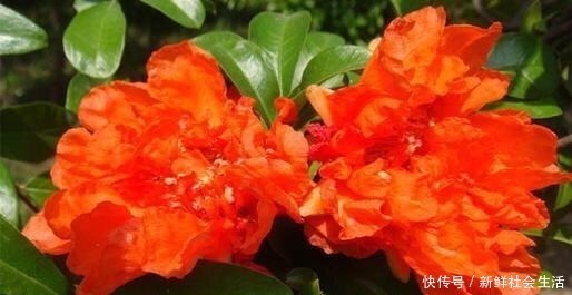 花石榴|4种花,不怕炎热不怕“寒冷”,真的好养又漂亮,谁都能养爆盆!
