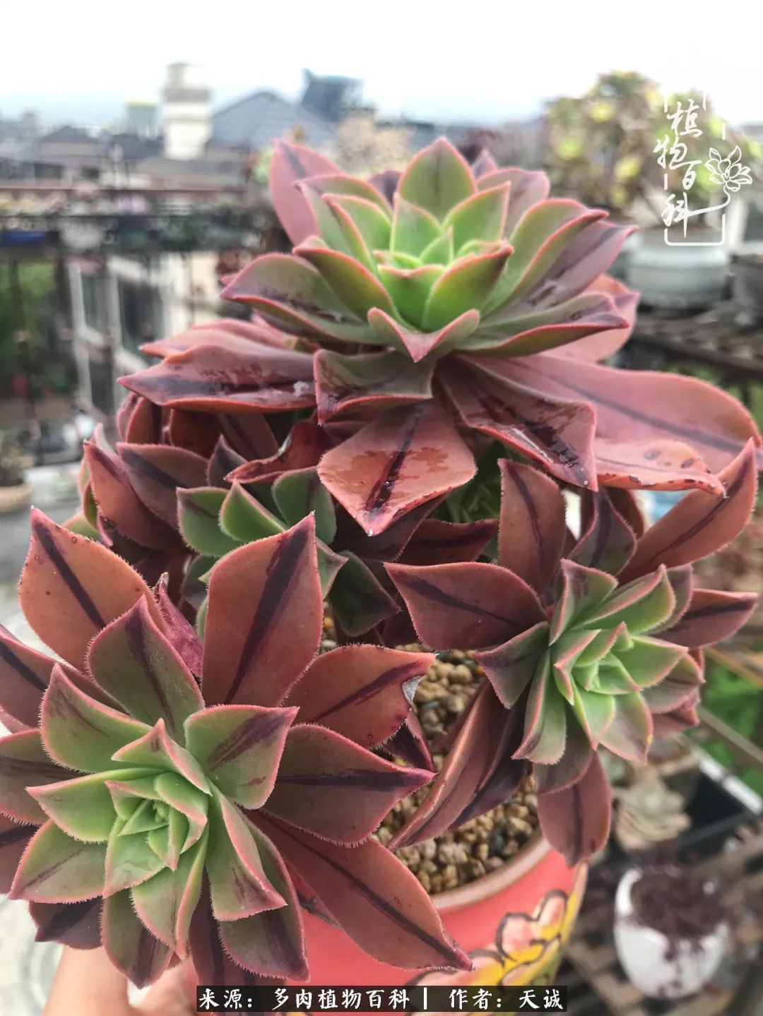 吃饱喝足,包邮区的多肉养精蓄锐准备渡劫!