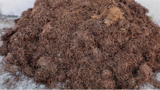 兰花总是烂根叶黄土里加1样东西，让兰花根壮叶绿