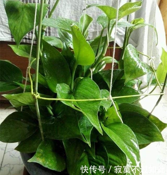 腐叶土|绿萝用这料,叶子绿油油,比巴掌还要大