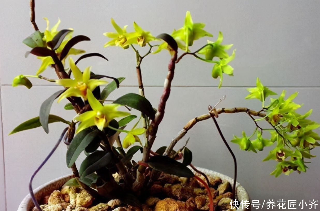 注重养生之人都养4种花，养花等于“养身体”，好养又好看