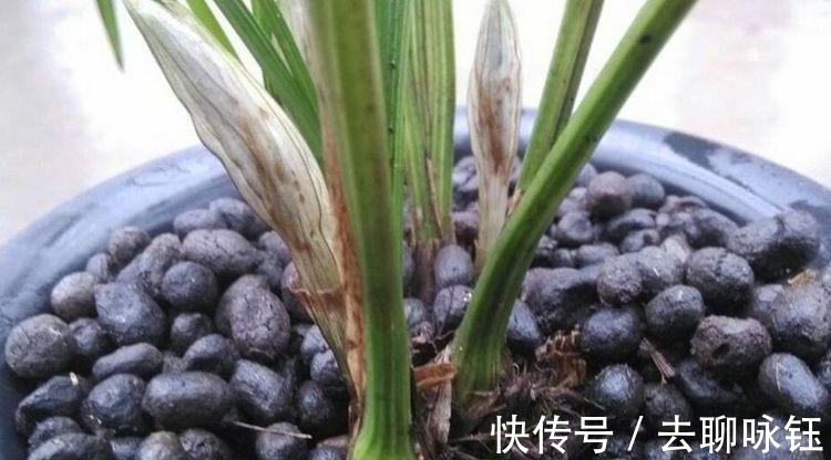 花卉|此3种黑东西, 蛮多人都见过, 殊不知是养花神器, 养啥旺啥
