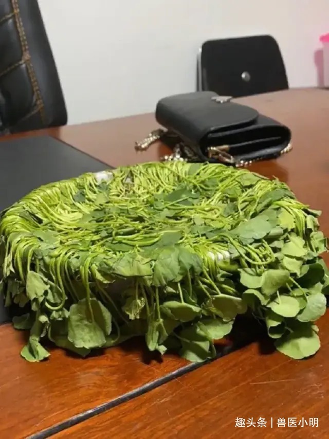 桌子上的花一晚上都蔫巴了,查看监控后不想说啥了真会挑地方呀