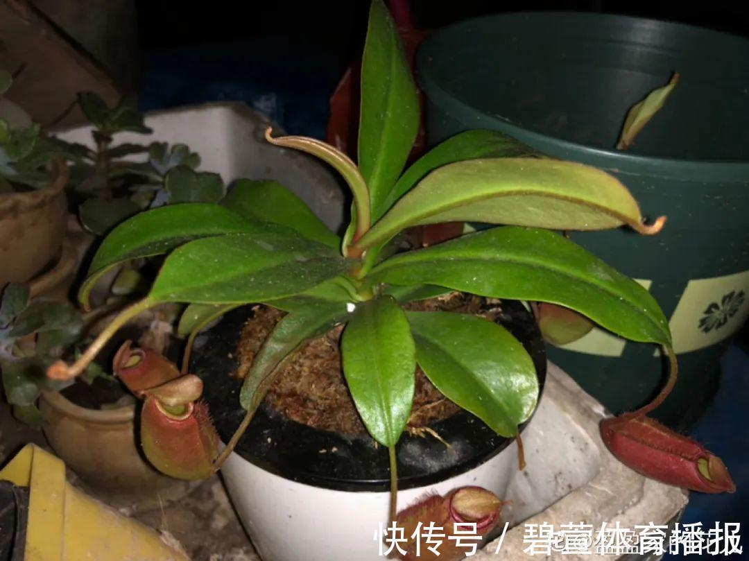 7种花插土里,立马长满院子,蚊虫不敢靠近!