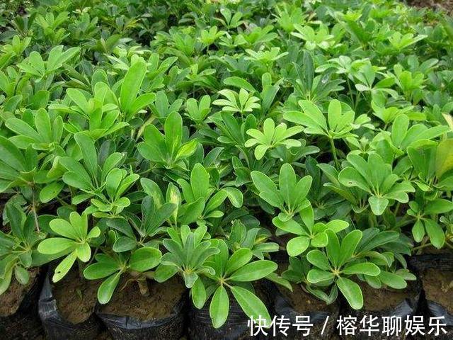 盆栽鸭掌木夏季怎么养护注意几点,远离黄叶落叶,安全度夏