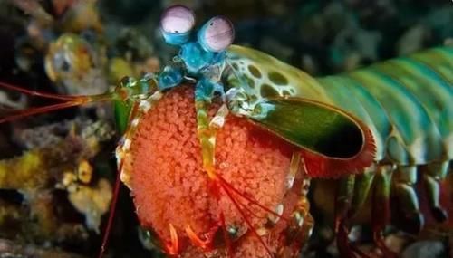 为什么有些人吃虾去虾头,有些人不去虾头?虾头到底能不能吃?