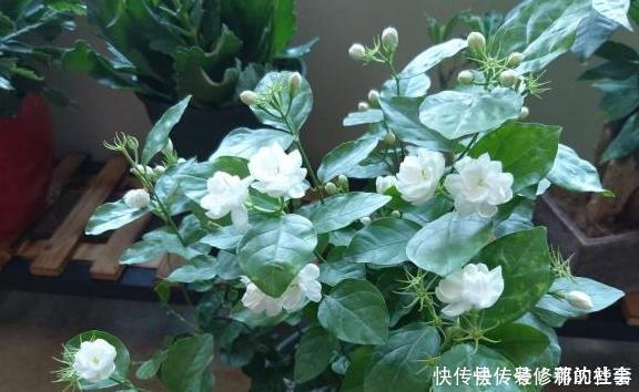 养好茉莉花，这一步“不能缺”花开一茬接一茬，连续不间断