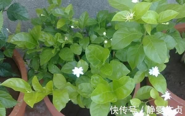 长寿花|这样剪几刀,枯萎的花立马冒新芽,10天就能蹭蹭开花