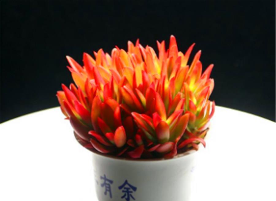 6种适合养在家里的普货之王，造型独特颜色绚丽，养成老桩颜值高