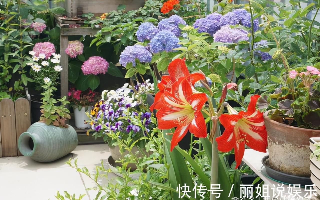 比较耐寒的11种花卉,有的能抵御“零下几十度”低温,漂亮又好养