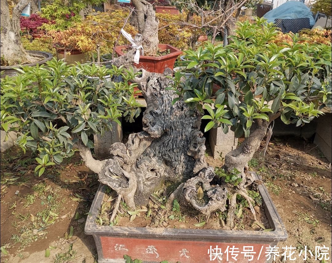 花卉|5种花“寿命长”，家里养几棵，长成老桩越值钱