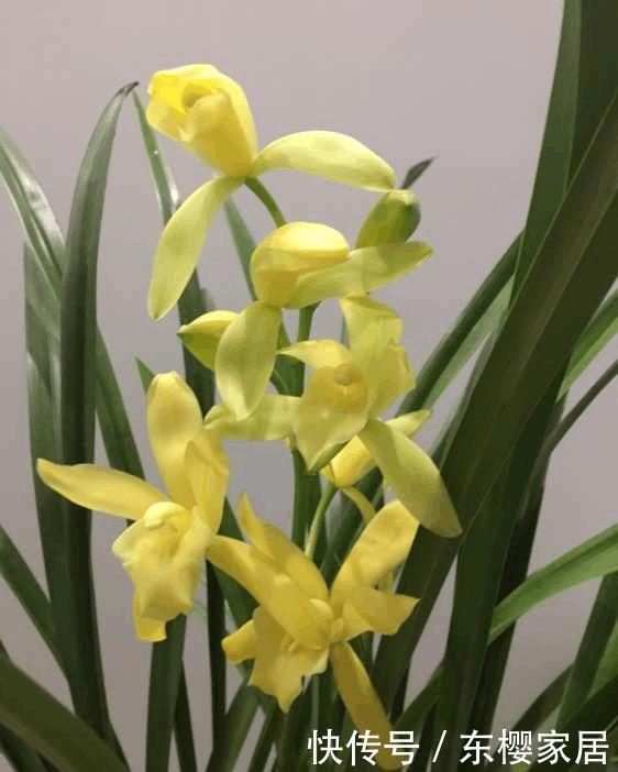 兰花浇水讲究大,浇好了爆盆,浇不好烂根