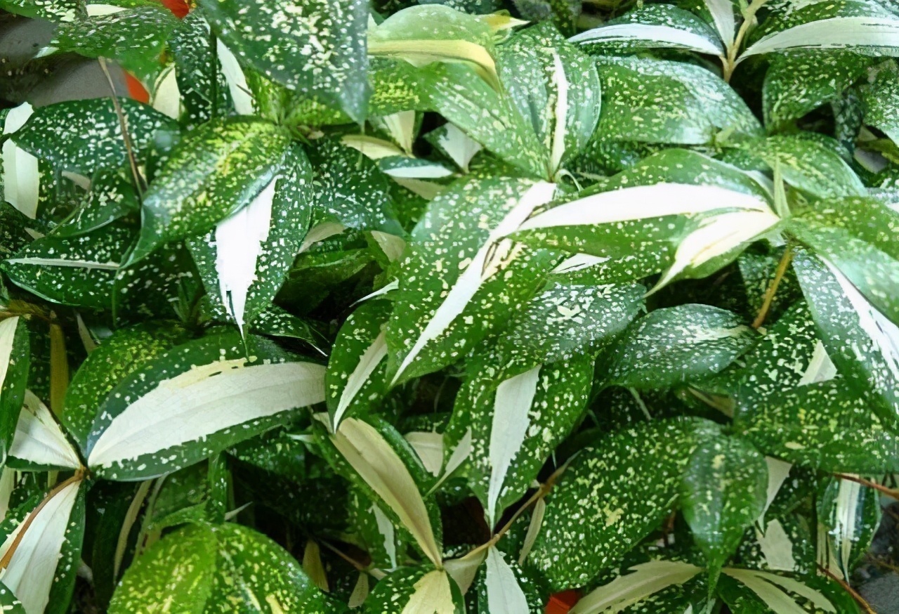 13种耐阴花卉,光照不佳也能生长良好,枝繁叶茂,美丽如画