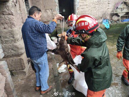 鸭子|消防官兵帮群众转移鸭子：只要群众有需要 我们都会提供帮助