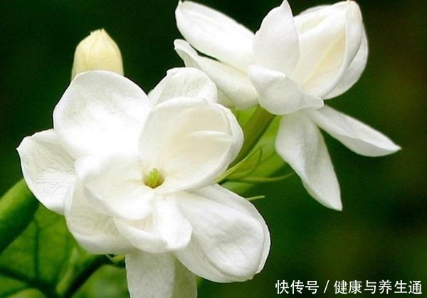 茉莉想多窜芽土里加“一料”,猛窜芽叶绿如绿,开出层叠群花!