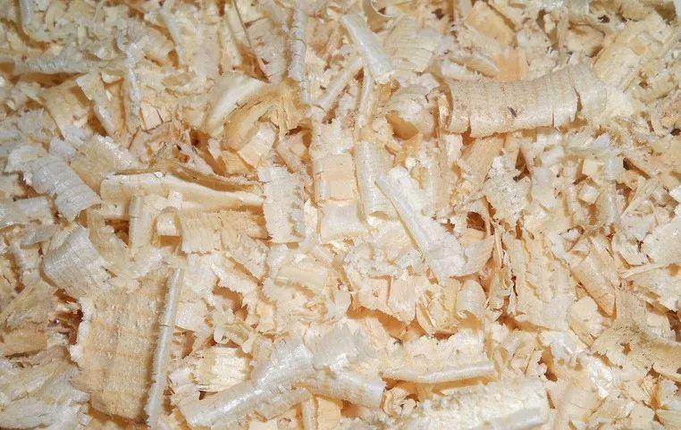 拿它一捂,长寿蟹爪兰嗖嗖冒花苞,多肉呼呼胖三圈