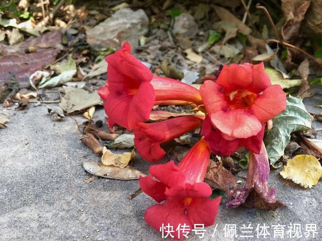 窗户|好好的院子，被一棵“霸道”的凌霄花给毁了
