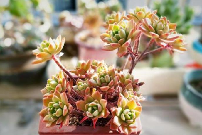 多肉长花箭就剪掉?4种多肉,“花箭”再多也不能剪,剪了后悔