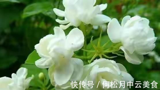 江南人|60种常见野菜，高清大图，收集全了真不容易！