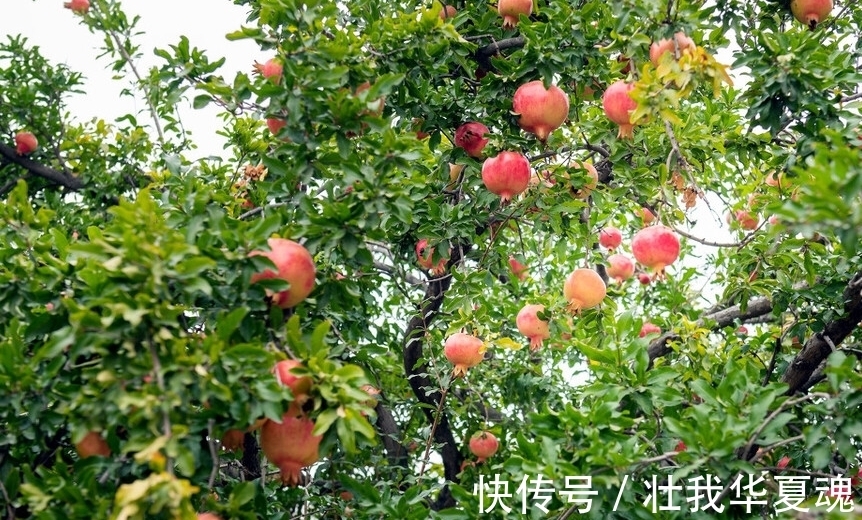 老话:家里养三树,幸福又富足,不是迷信,是过来人的经验