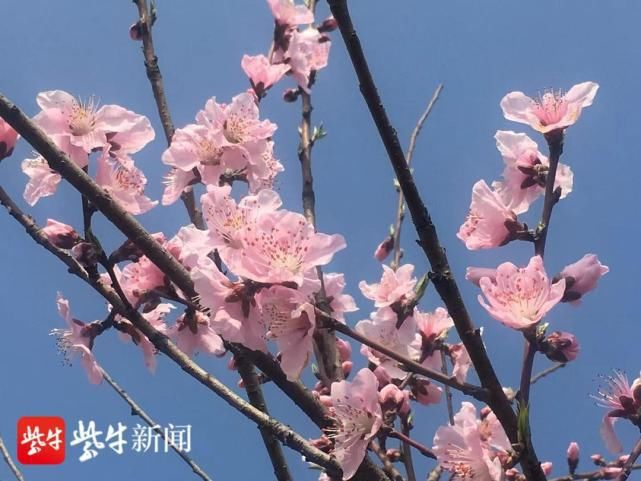 云峰|外秦淮河畔，桃花迎春盛放