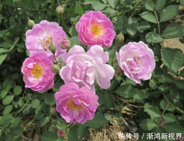 花友们|“沾土”就生根的1种花,夏天扦插2盆,9天“冒根系”,长势快