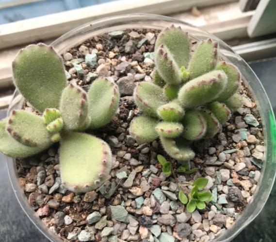 浇水|最难养的9种多肉，生病了难“医治”，新手轻易别碰