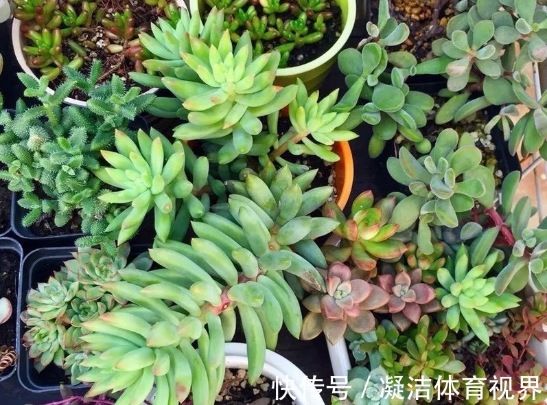 养多肉千佛手,砍头繁殖简单,叶插成活率高,适合新人练手